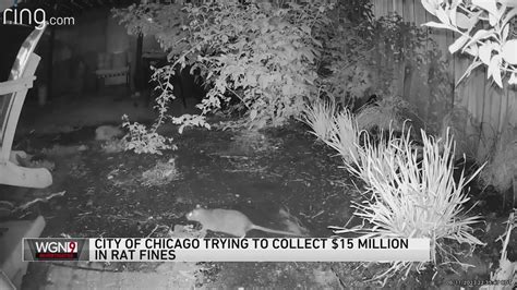 City of Chicago trying to collect $15M in rat fines